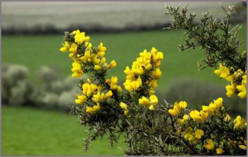 croftamie